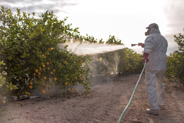 Best Local Pest Control Services  in Georgetown, SC